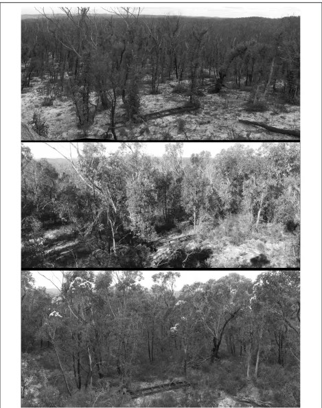 Figure 8.  Vegetation recovery from very high fire severity in dry sclerophyll forest (DSFs) from a sample site in Erskine Creek subcatchment displaying a quick response of epicormic resprouting