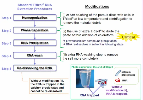 Table 3. Effects of addition of different solutions on the amount of undesirable precipitates formed (indicated by “+”; more “+” indicates more precipitates) during the RNA precipitation step in a cell free system and the explanation of observation