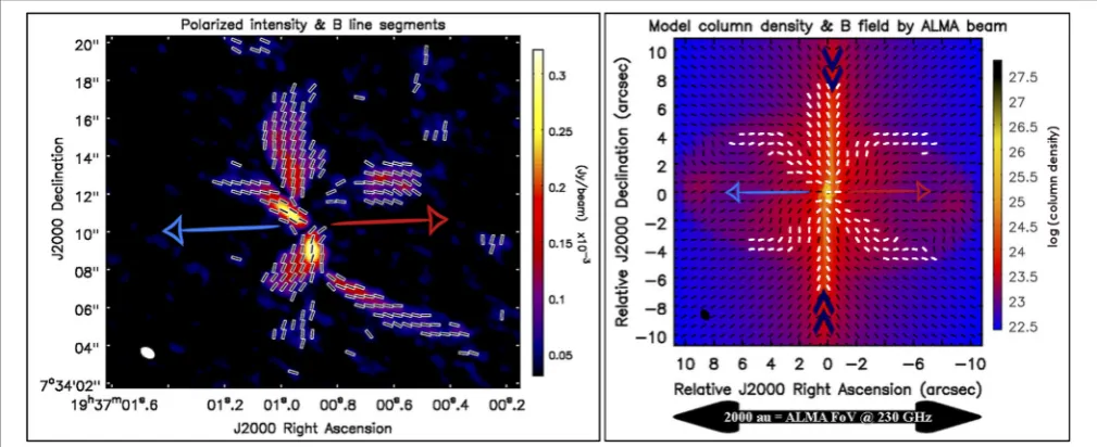 FIGURE 1 | An example of the magnetic ﬁeld traced by dust polarization around an observation (left-hand panel) and a numerical model (right-hand panel) of thesolar-type Class 0 protostar B335