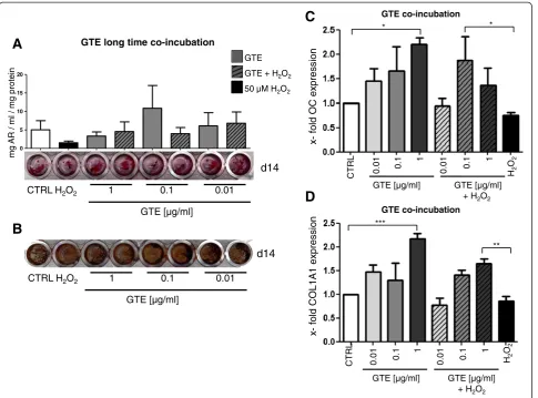 Figure 5 Long-time co-incubation of primary osteoblasts with GTE improves osteogenic differentiation and expression of osteogenicgenes