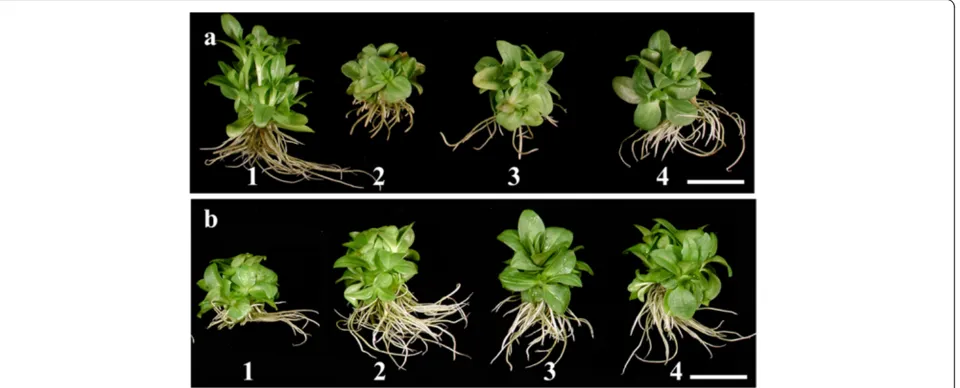 Table 3 Induction of rooting in in vitro shoots of G. scabra Bunge - Influence of auxins on root/shoot growth parametersX   