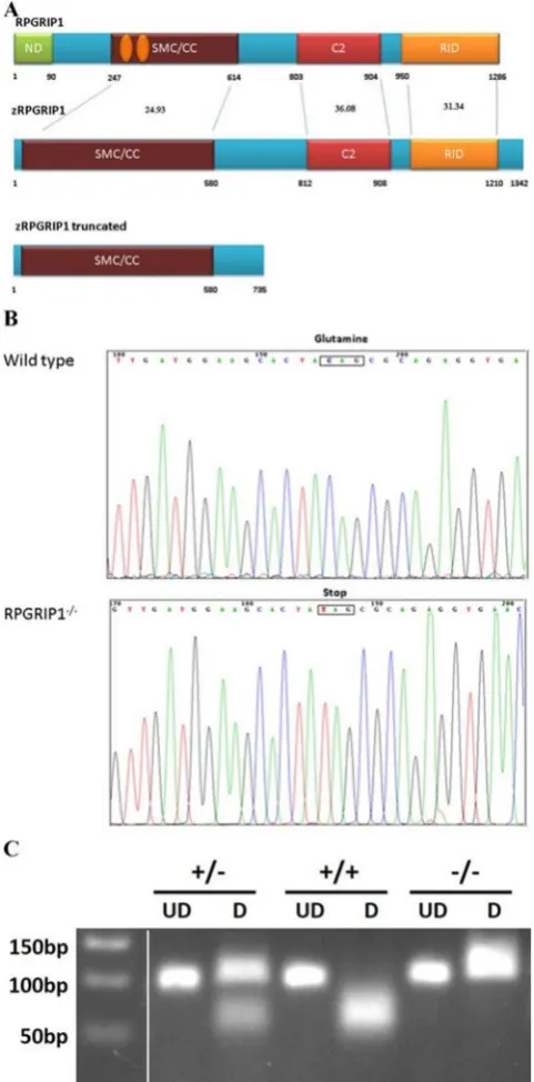 Figure 1. Genetic identification of 40 bp) are too close and could not be well separated