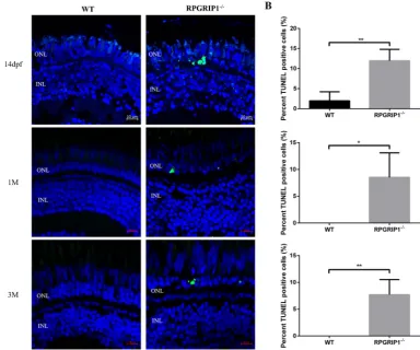 Figure 4. TUNEL assay showed significantly increased cell death in assay. (cryosections of wildtype (WT) and TUNEL-positive cells were barely observed in ONL of wildtype retina at three age points