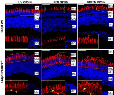 Figure 6. Partial mislocalization of cone opsins in rpgrip1−/− retinas. Green, red and UV opsins were localized in cone outer segments of 14 dpf wildtype zebrafish retinas