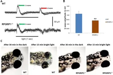Figure 7. Impairment of visual function in result is shown as mean (n wildtype and of rpgrip1−/− zebrafish