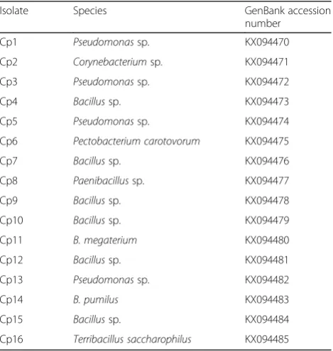 Table 4 The proposed identification results of the bacterialisolates and their GenBank accession numbers for 16S rRNAgene sequences