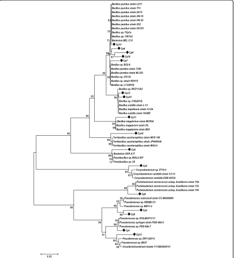 Fig. 1 Phylogenetic tree derived from neighbor-joining analysis of 16S rRNA sequences (1400 bp) from the flora members ofC