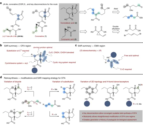 Fig. 1 Structure, current SAR and route design plan for (moiety, and coronamic acidligand JA-Ile and+)-7-iso-JA-L-Ile (JA-Ile) and coronatine (1)