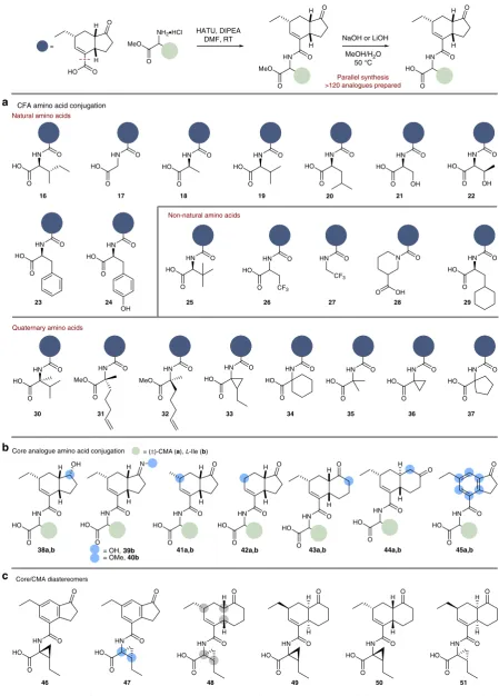 Fig. 3 Representative examples of COR analogue synthesis. a HATU coupling of (±)-2 and amino acid methyl esters, which were then hydrolysed to affordthe free-acids