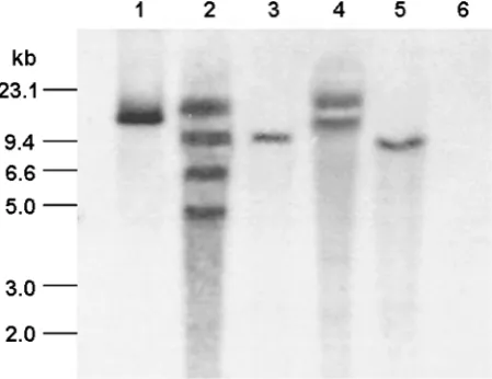 Figure 4. Southern blot of wmCENH3 transgenic wheat events. Genomic DNAs from T0 respectively