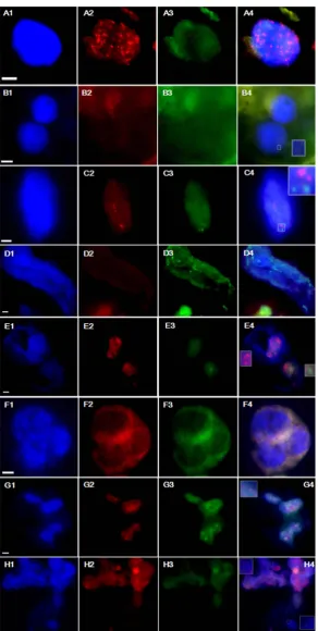 Figure 7. FISH analysis of wheat × maize somatic hybrids. (A)-(B) dividing cells in so-matic hybrids of non-transgenic wheat × ZmCENH3-YFP maize mesophyll protoplast