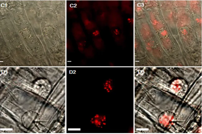 Figure S3. RFP signals in root tips of transgenic wheat plants. (A) T0 generation of transgenic wheat plant C3541; (B) (C) T1 gen-eration of transgenic wheat plant C3541; (D) T0 generation of transgenic wheat plant #43