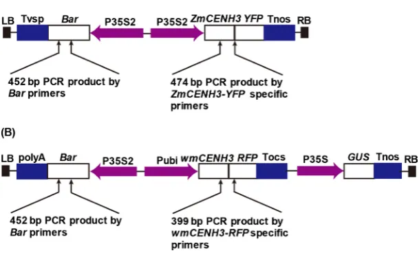 Figure 1. CENH3 constructs for wheat transformation. (A) pTF101-ZmCNEH3-YFP ZmCENH3 is the maize full length CENH3 gene; wmCENH3 is a synthetic CENH3 gene ZmCENH3 gene