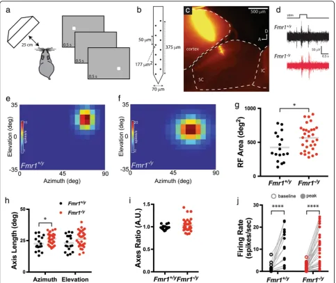 Fig. 1 Enlarged receptive field size of visual neurons in the SC of Fmr1−/y mice. a Schematic of in vivo visual stimulus presentation set up andflashing spot paradigm