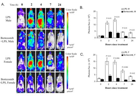 Figure 2Effect of bortezomib on LPS-induced luciferase expressionEffect of bortezomib on LPS-induced luciferase expression