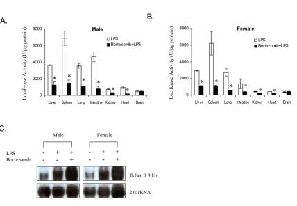 Figure 3Ikg, the LPS injection and processed for luciferase activity.* indicates a significant reduction in signal by bortezomib (P = 0.05)