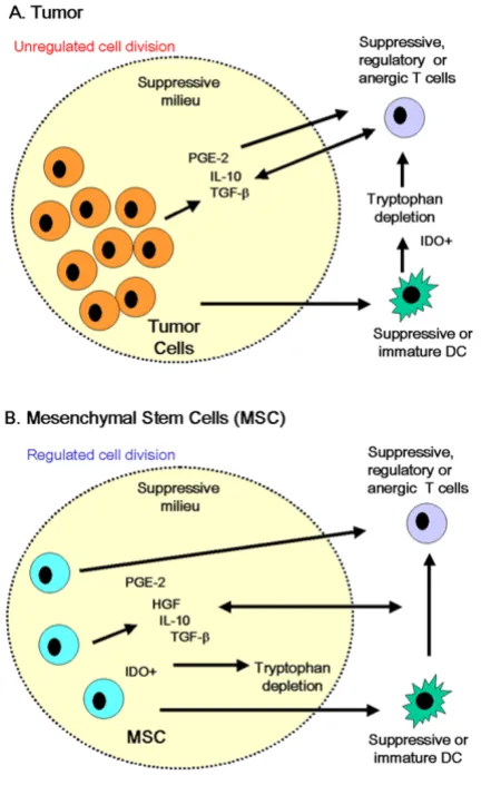 Figure 3MSC and tumor cells create a suppressive microenvironmentMSC and tumor cells create a suppressive microenviron-ment
