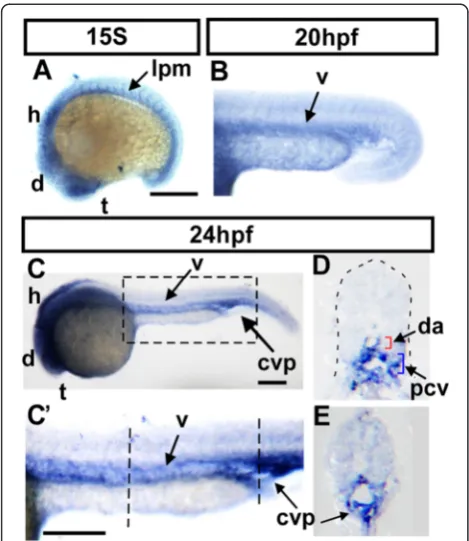 Fig. 1 Expression of nr2f1b in during zebrafish development. a At 15S,nr2f1b is expressed in the telencephalon (t), ventral medial diencephalon(d), hindbrain rhombomeres (h) and lateral plate mesoderm (lpm, arrow)corresponding in location to the developing
