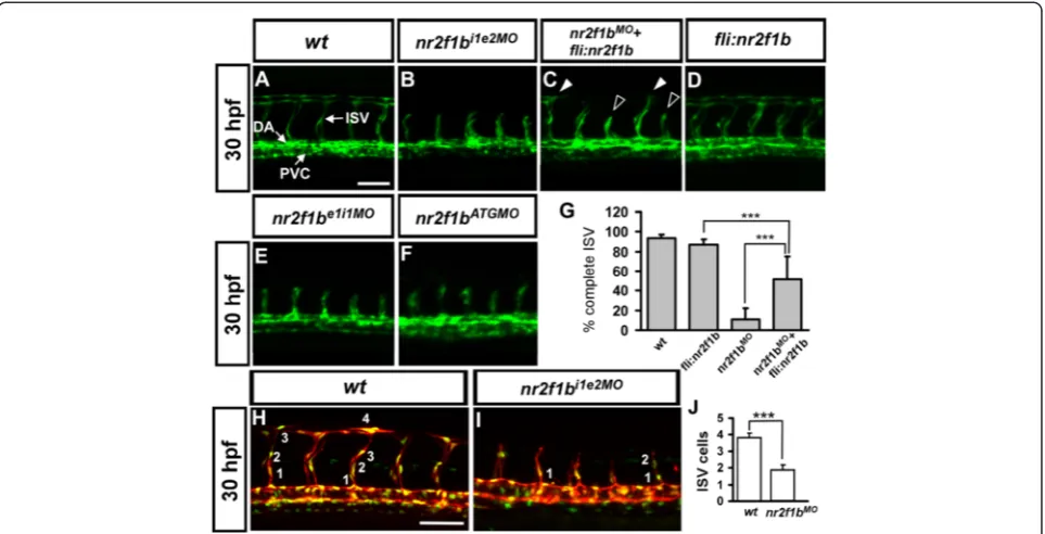 Fig. 2 Morpholino knockdown ofin nr2f1b morphants (n = 18) compared to wild-type control (n = 16)