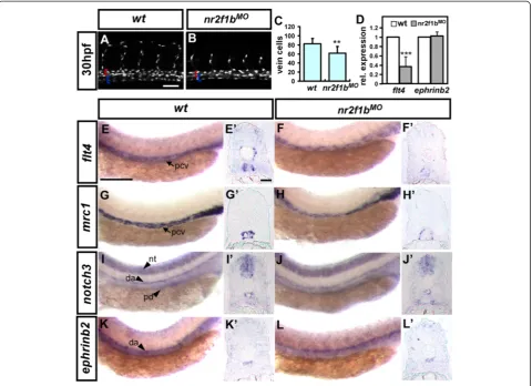 Fig. 3 Nr2f1b modulates vein cell number and marker expression.expression but no change int-test