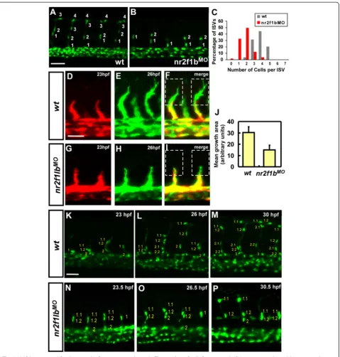 Fig. 5 Nr2f1b is required for the growth of intersegmental vessels. The number of cells forming each ISV were counted in wild type controlshows reduced extension of tip cell in nr2f1bMO (dTg(fli1a:negfp)y7 (a) and nr2f1b morphant embryos (b) at 30 hpf