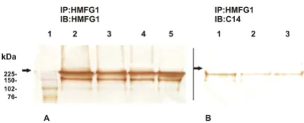 Table 1; in consequence, normal samples appeared