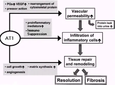 Table 1: AT1 as a key inductor of inflammation and disease. A wide range of pro-inflammatory mediators, cytokines, chemokines and surface adhesion moleculesinvolved in a number of diseases are induced by AT1 and thus inhibited by its blockade.