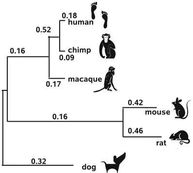 Fig. 2 An estimate of ω for each branch of a six-species phylogeny. Shown is themaximum likelihood estimate for the gene 8B