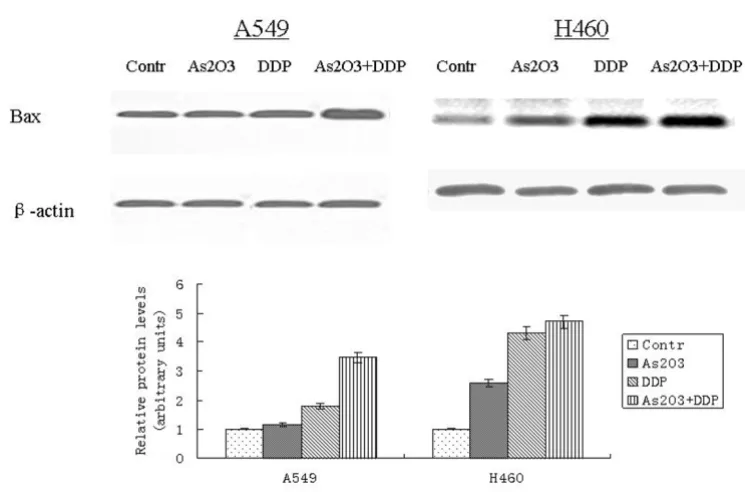 Figure 9Western blot analysis of Bcl-2 expression in lung cancer cells after different treatmentsWestern blot analysis of Bcl-2 expression in lung cancer cells after different treatments
