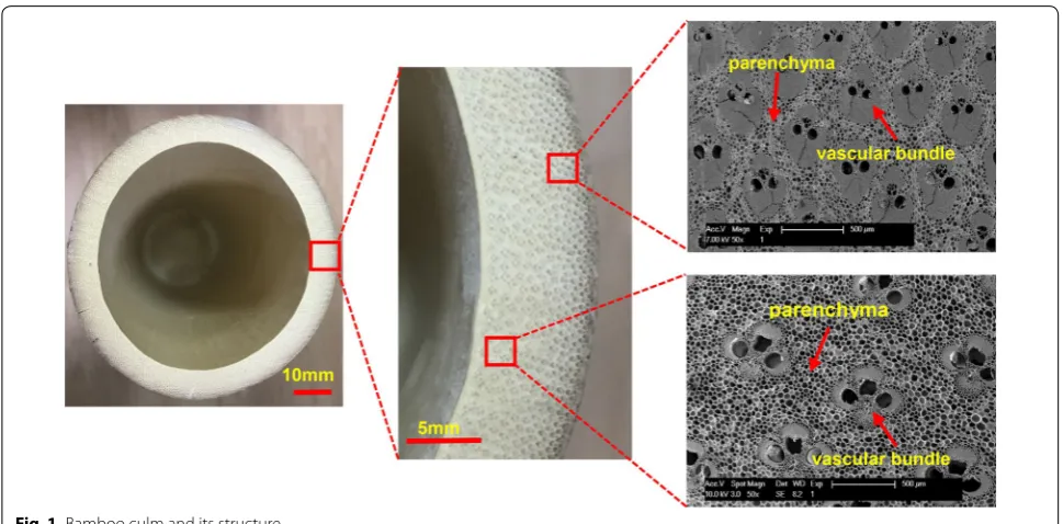Fig. 1 Bamboo culm and its structure