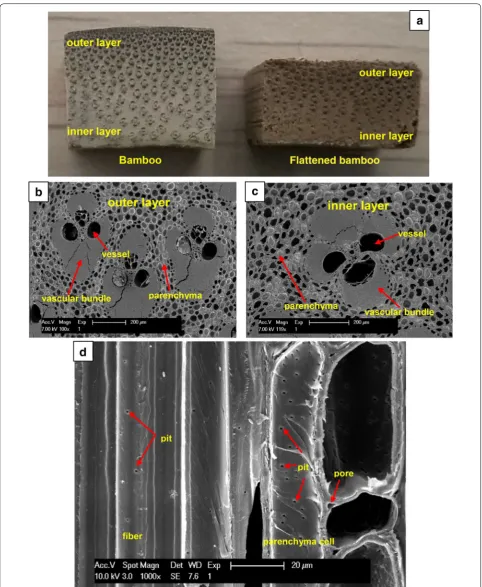Fig. 9 The vascular bundle and parenchyma distribution and the pit distribution (flattened bamboo, a cross section, b cross section of bamboo, c cross section of d radial section of bamboo)