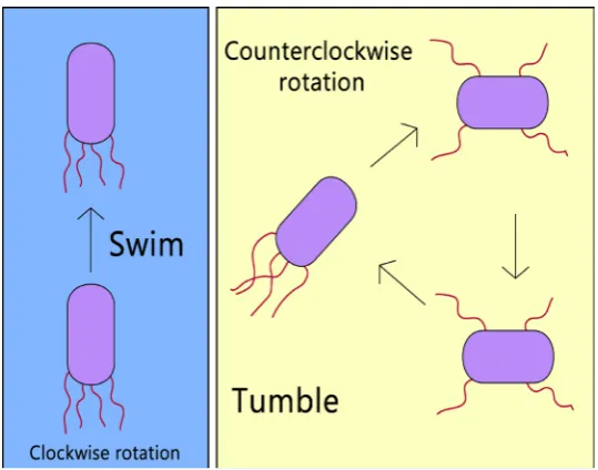 Figure 3. Chemotaxis process [22].  
