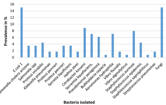 Figure 2. Prevalence of bacteria species in boreholes and wells.  