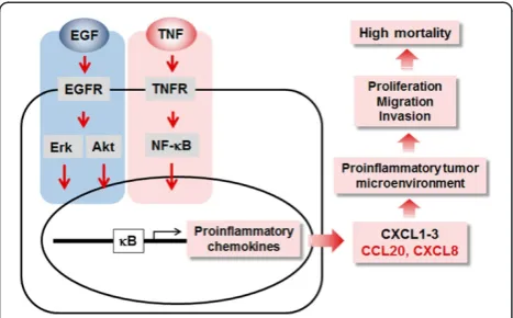 Figure 8 Schematic proposal of EGF- or TNF-responsiveactivation followed by secretion of proinflammatory chemokines.Although the response to TNF or EGF is cell-type specific, ovariancancer cells mainly induce proinflammatory chemokines such asCCL20, CXCL1-