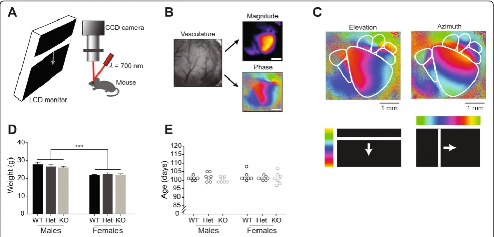 Fig. 1 Experimental setup and baseline data.larger, body weights were similar within sex and across genotypes (two-way ANOVA, effect of genotype a Schematic of intrinsic signal optical imaging (ISOI) setup