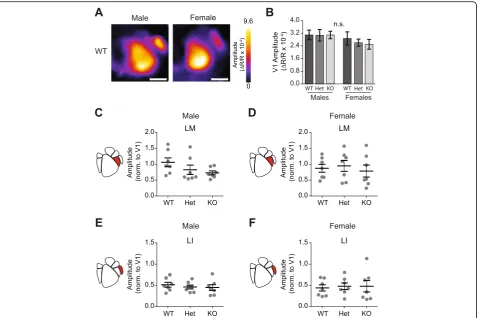 Fig. 3 Adult males show genotype-dependent decreases in dorsal stream activity. Scatter plots of cortical modulation amplitude for dorsal HVAsamplitudes in AM/PM (one-way ANOVA,ANOVA,in males with population mean and SEM overlaid in black