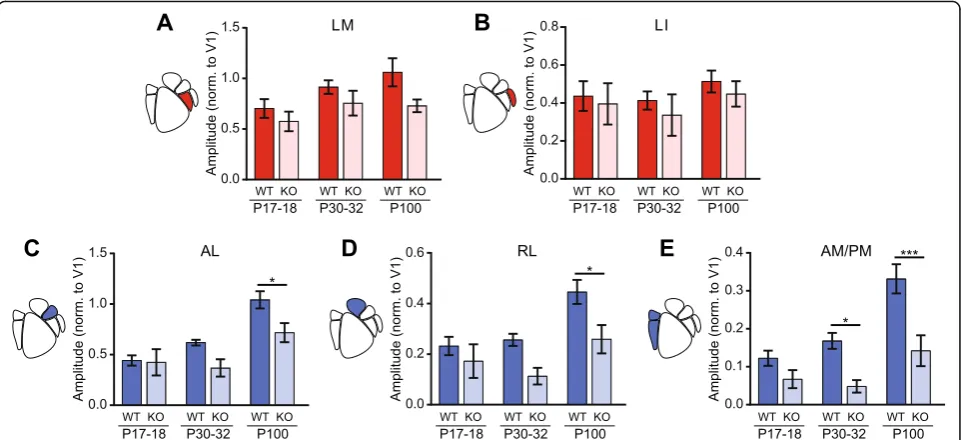 Fig. 5 Comparison of responses of juvenile and adult males to drifting gratings. Bar plots of the developmental trajectories of cortical modulationFcollected between P97 and P108.in all observable HVAs in males