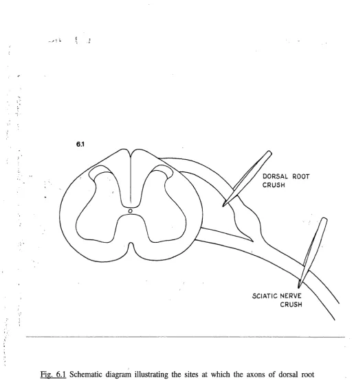 Fig. 6.1 Schematic diagram illustrating the sites at which the axons of dorsal root 