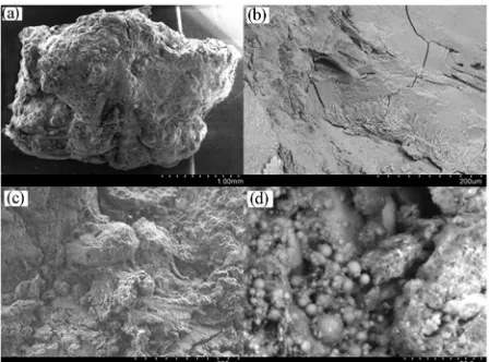 Figure 1. Internal structure of the calcific deposits. (a) surface neous interior, (d) small spheres in the cavity