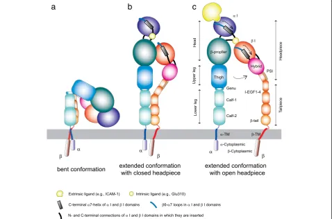Fig. 1 Different integrin conformations. a Bent conformation containing the closed headpiece (with low-affinity I domain)