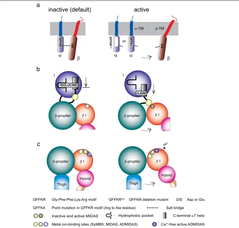 Fig. 3 Structural components to stabilize inactive integrin conformation.as a ratchet to stabilize the inactive conformation