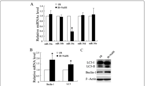 Fig. 2 Expression of microRNA30 profiles and autophagy-related protein in rats spinal cord