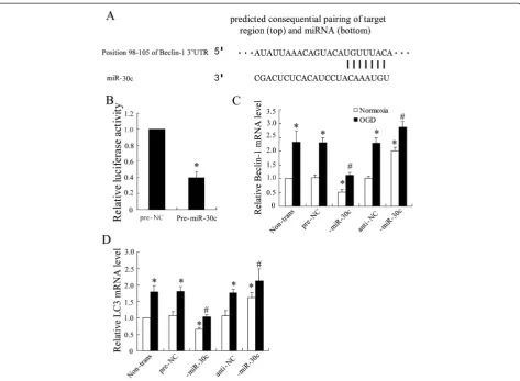 Fig. 4 Targeting site of miR-30c in the Beclin-1 3’UTR. (a) Beclin-1 3’UTR was predicted a binding site for hsa-miR-30c