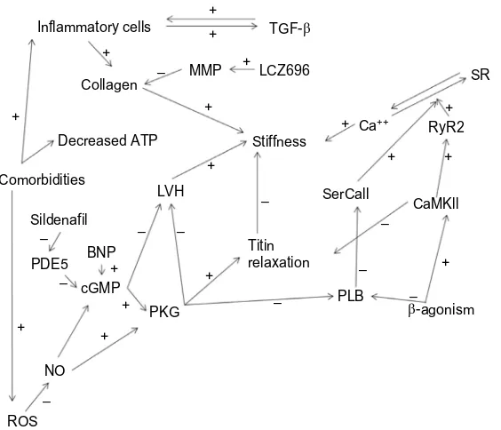 Figure 1 Major cellular mechanism of diastolic dysfunction.Abbreviations: ATP, adenosine triphosphate; BNP, brain natriuretic peptide; cGMP, cyclic guanosine monophosphate; CaMKII, calmodulin protein kinase II; LVH, left ventricular hypertrophy; MMP, matrix metalloproteinase; NO, nitric oxide; PKG, protein kinase G; PLB, protein phospholamban; RyR2, ryanodine type 2-receptor; SR, sarcoplasmic reticulum; TGF-β, transforming growth factor beta; PDE5, Phosphodiesterase-5; ROS, reactive oxygen species.