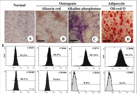 Figure 1 UC-derived MSC-like cells in passaged cultures. (A) H&E staining of UC-derived MSC-like cells