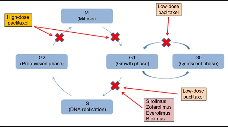 Figure 1 Endothelial cell cycle and inhibitory targets of anti-proliferative drugs.Abbreviations: M, mitosis; G1, growth-1 phase; S, DNA synthesis phase; G2, growth-2 phase; G0, resting phase.