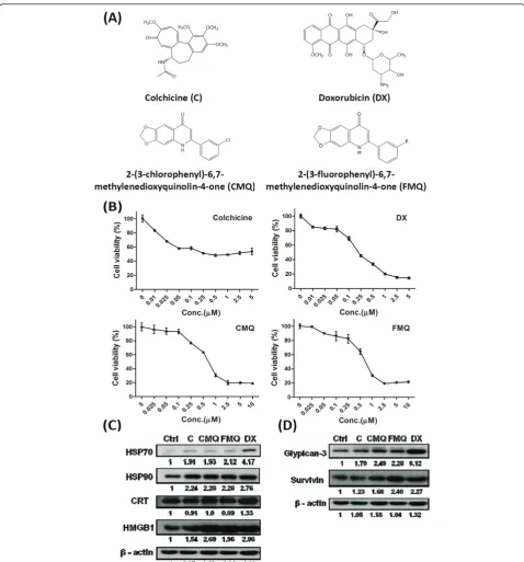 Figure 1 Expression of damage-associated molecular patterns (DAMPs) and tumor-associated antigens in tumor cell lysates of treatedmolecular patterns (DAMPs), heat shock protein 70 (HSP70), heat shock protein 90 (HSP90), calreticulin (CRT) and high-mobility