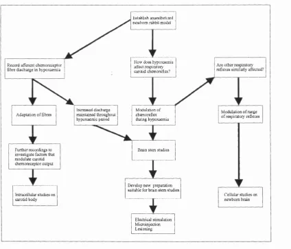 Figure 1.1 Schematic diagram illustrating the potential development of the project, depending on the outcome of the initial experiments investigating carotid chemorefiexes in newborn anaesthetised rabbits.