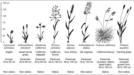 Figure 2.  Grass species sampled for foliar moisture content during the 2012 fire season in the Bald Hills of Redwood National Park