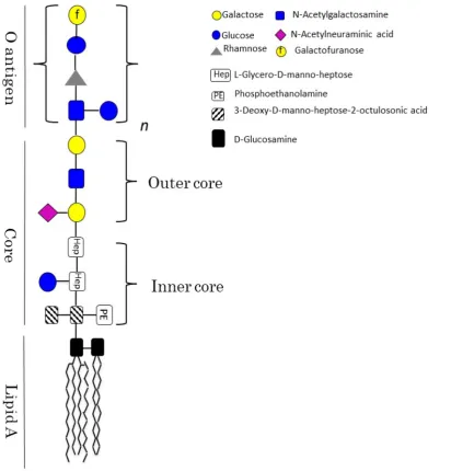 Figure  1.1:  LPS  schematic  representation.  The  three  main  regions  forming  the  LPS (Lipid A, Core and O-antigen) are highlighted in the figure